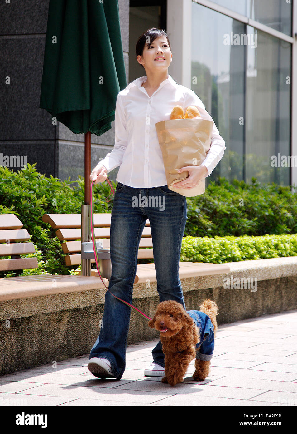 Toy cheap poodle walking