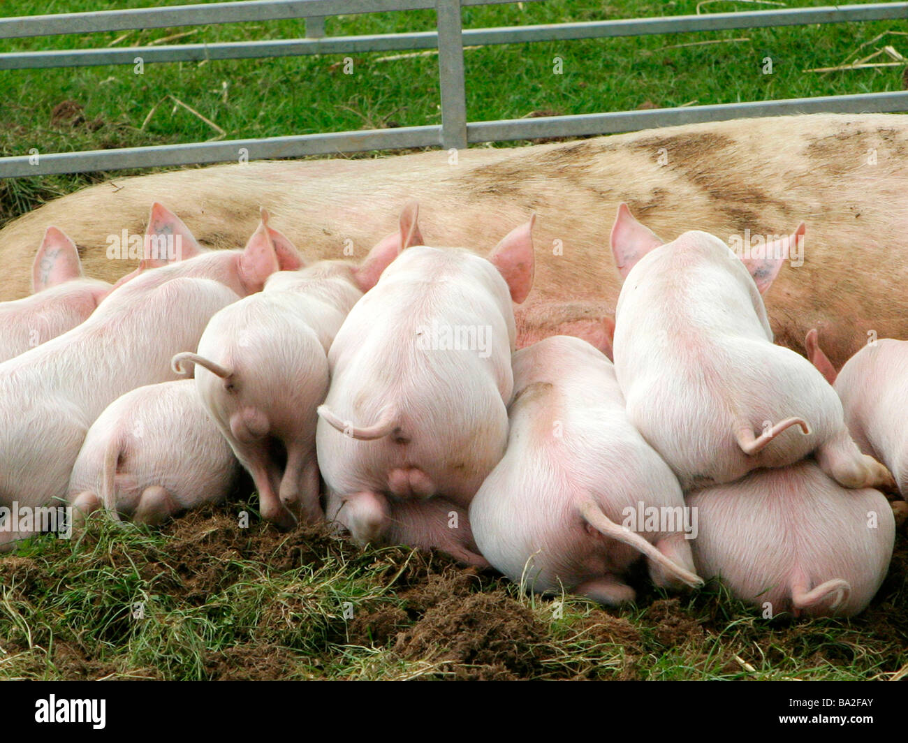 Piglets feeding suckling milk. Stock Photo