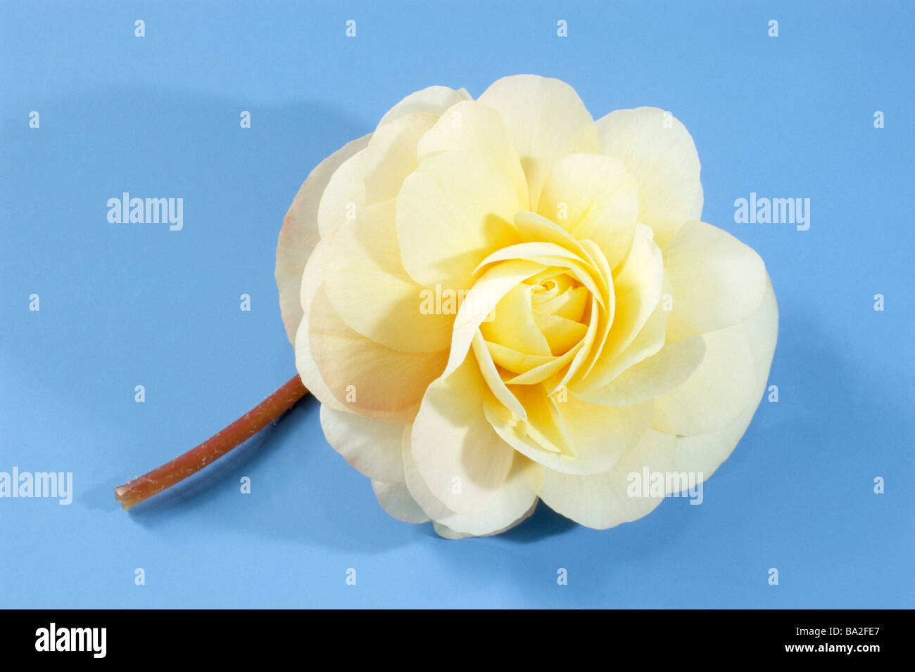 Tuberous Begonia (Begonia x tuberhybrida), variety: Champagner, flower, studio picture Stock Photo