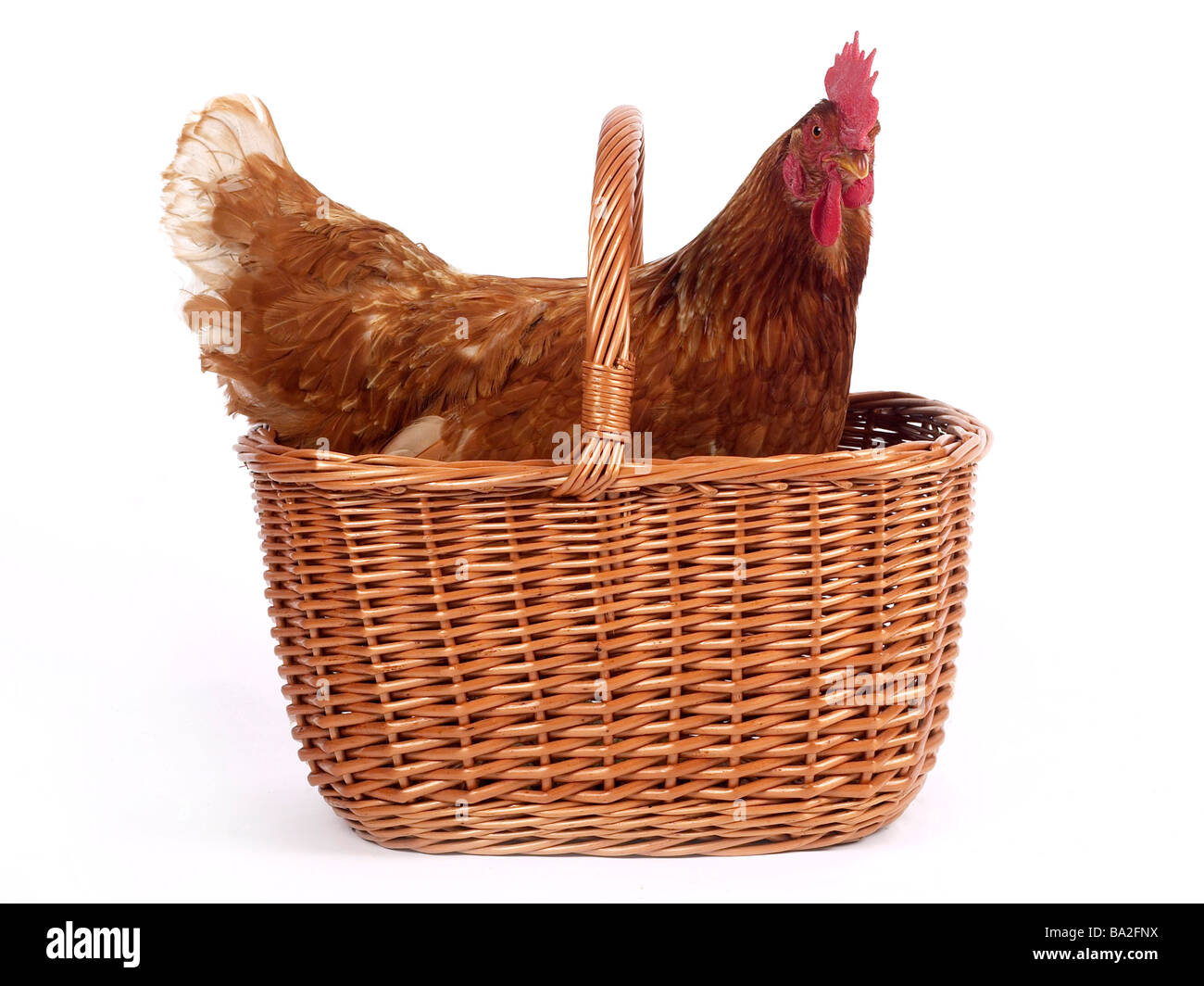 A chicken in a basket Stock Photo Alamy