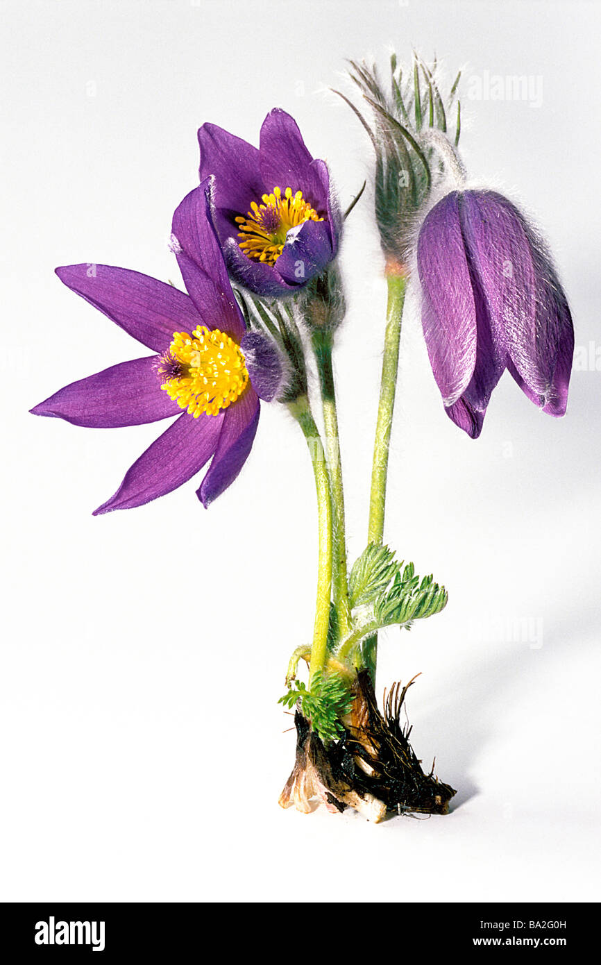 Pasque Flower (Pulsatilla vulgaris), flowering plant, studio picture Stock Photo