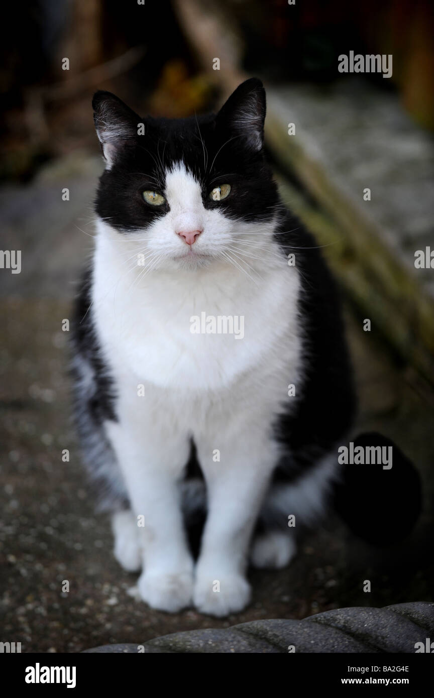 Black and white cat looks straight at the camera Stock Photo - Alamy