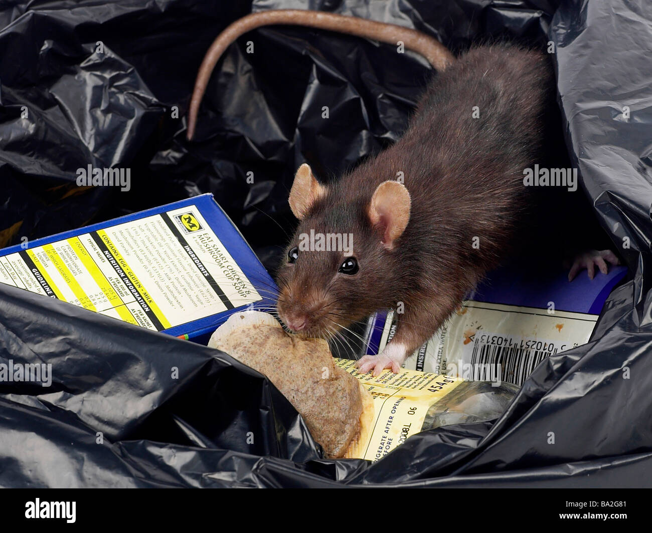 A brown rat around rubbish in a bin bag. Stock Photo