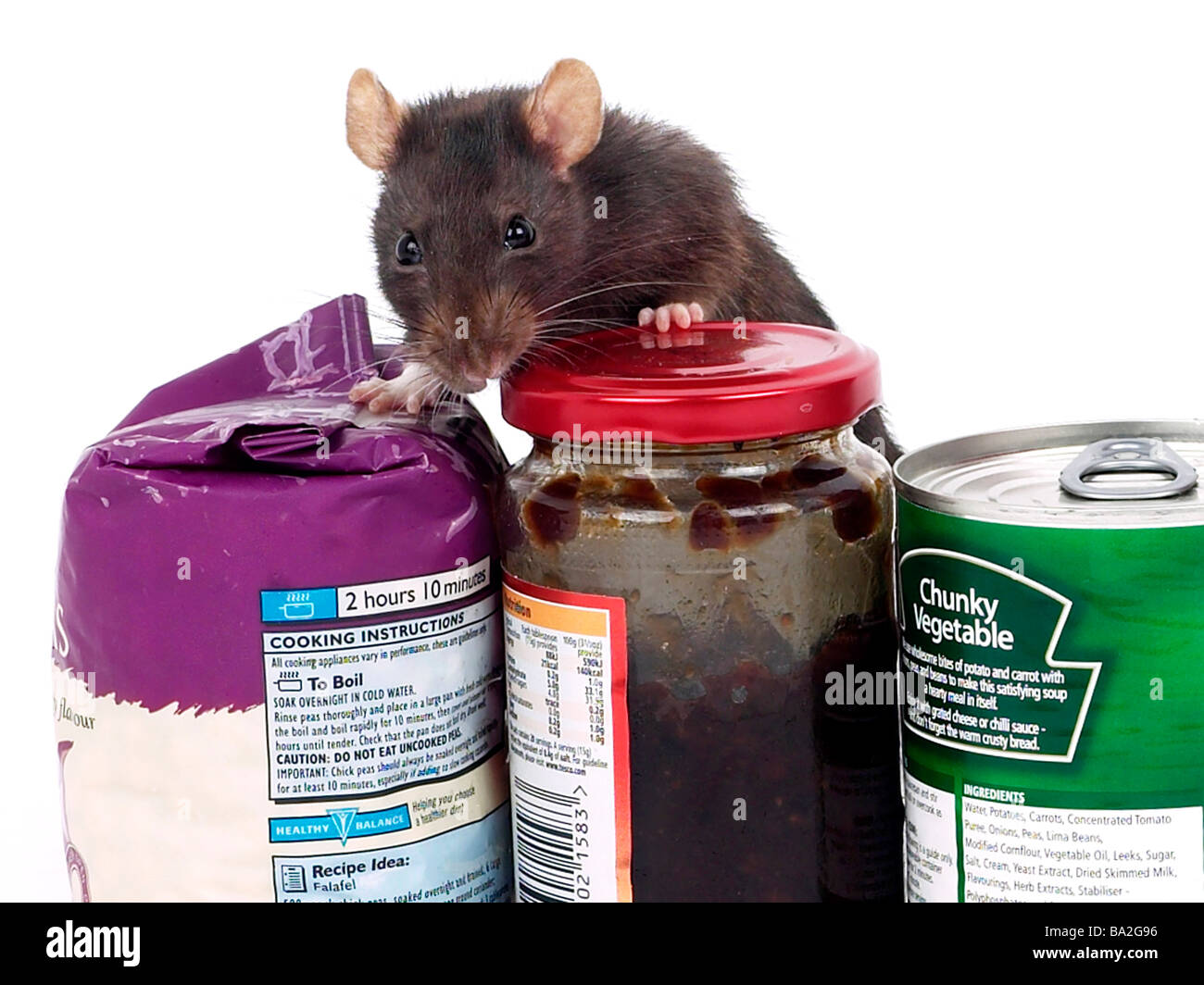 A brown rat surrounded by food, a rat in a kitchen. Stock Photo
