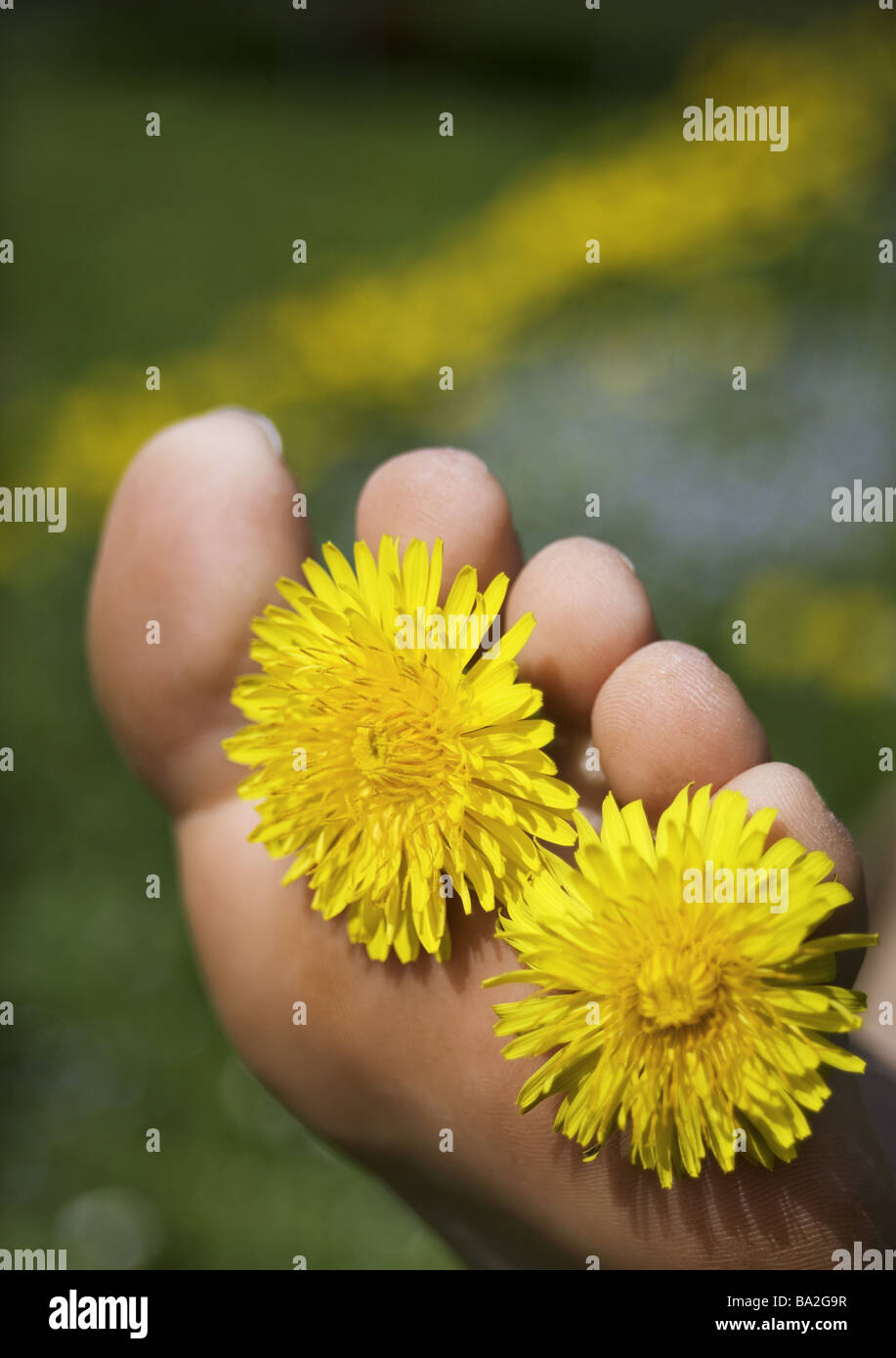 Foot Detail Toes Dandelion Blooms Spring People Woman Body Parts Women Feet Flowers Spring Flowers Dandelion Blooms Yellow Stock Photo Alamy