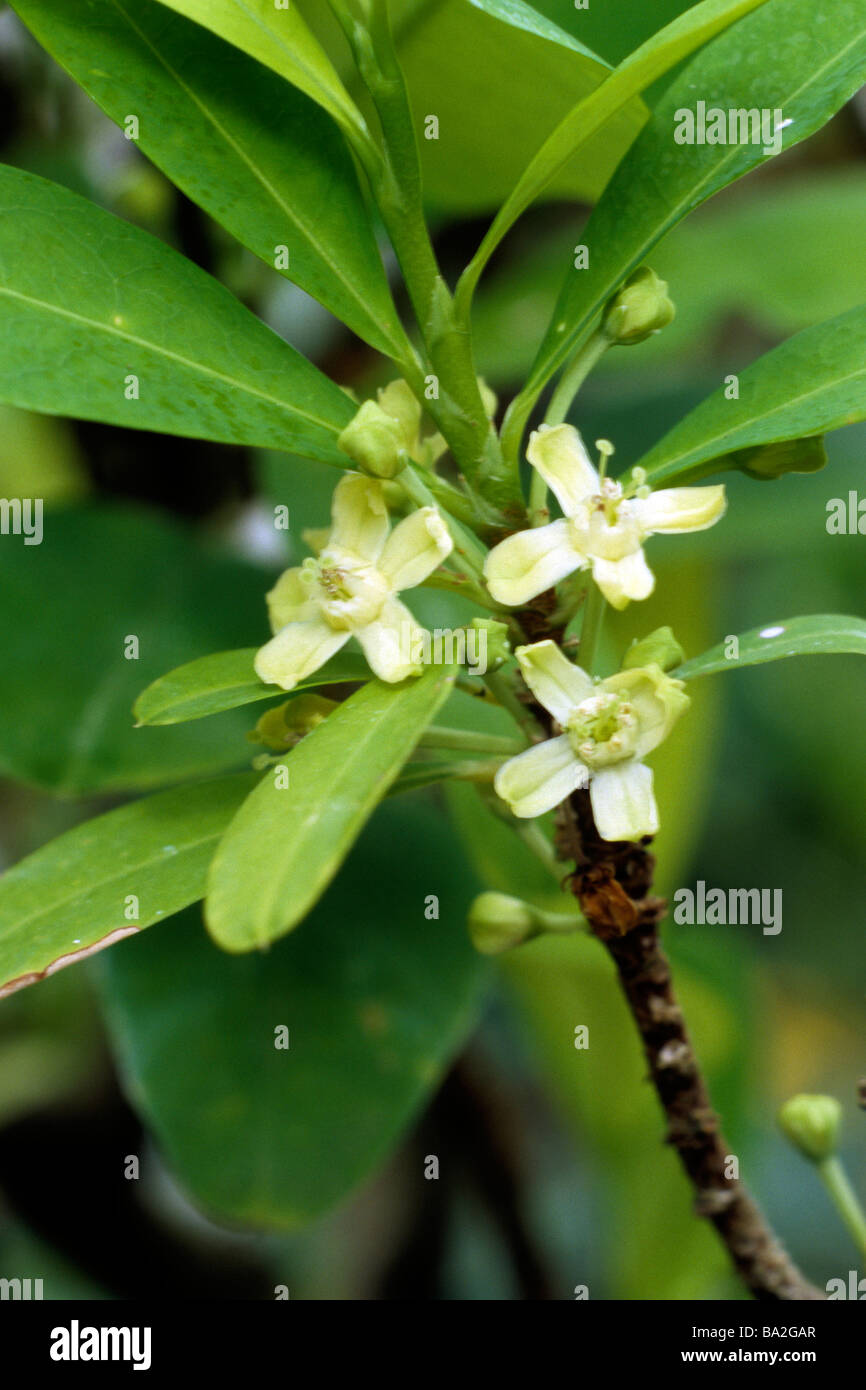 Cocaine (Erytroxylum coca), flowering Stock Photo