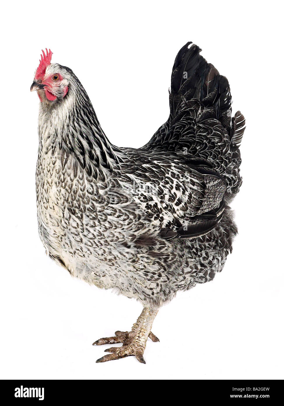 A black and white chicken. Stock Photo