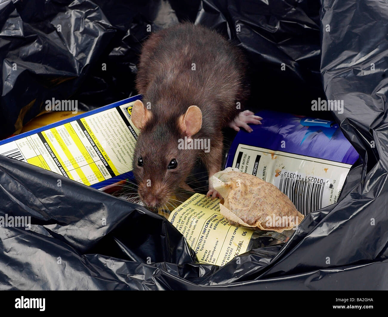 A brown rat around rubbish in a bin bag. Stock Photo