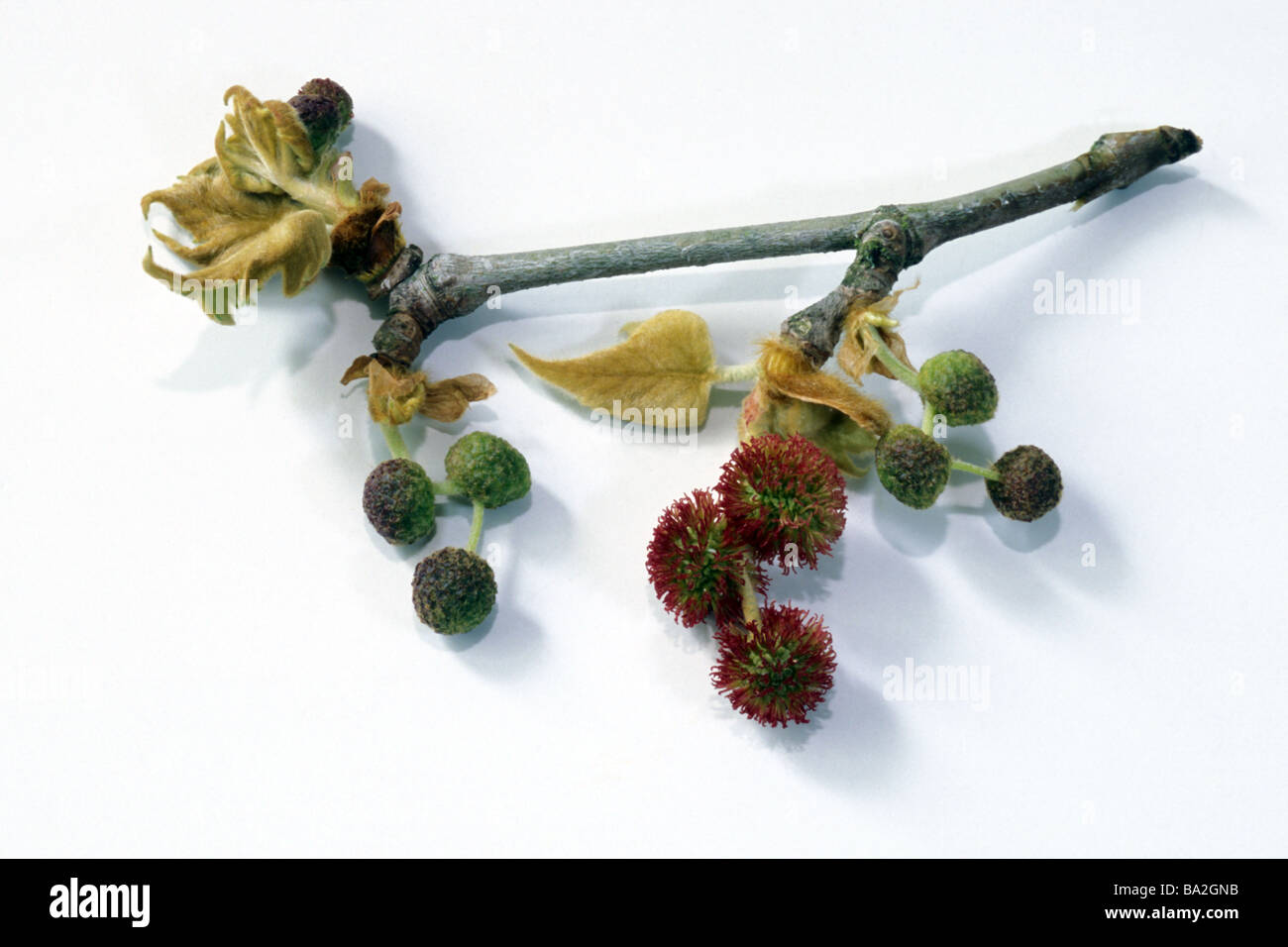 Platanus Orientalis Oriental Plane Tree Hi res Stock Photography And 