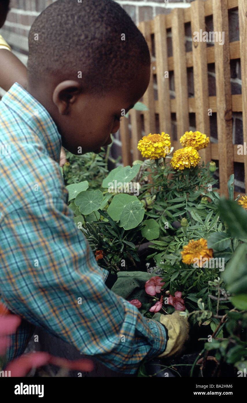 Flowers To Plant For Boys