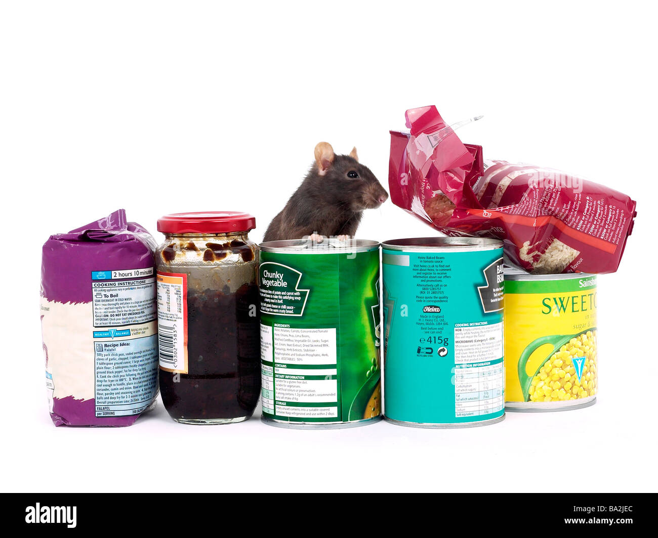 A brown rat surrounded by food, a rat in a kitchen. Stock Photo