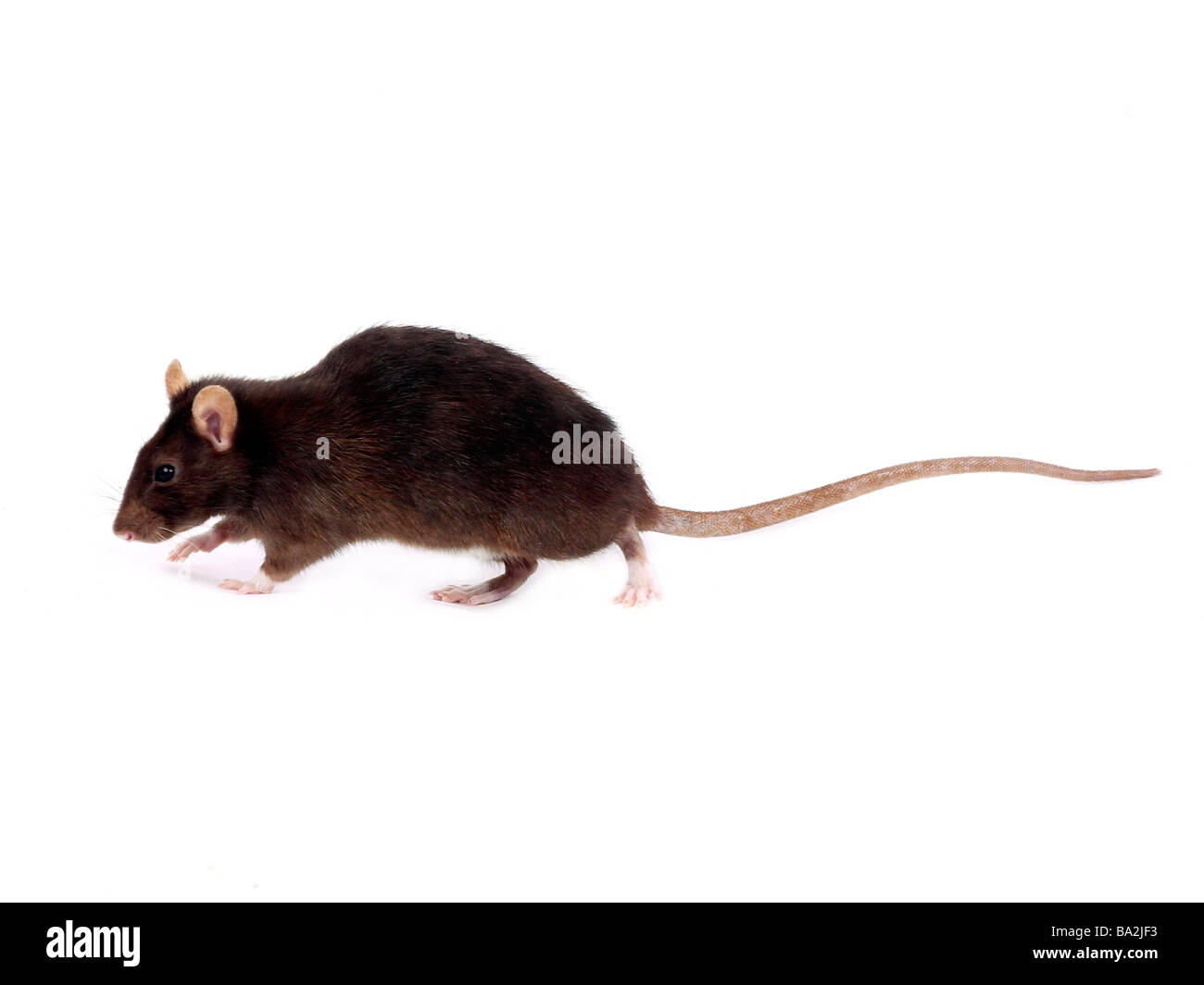A brown rat sniffing the floor. Stock Photo