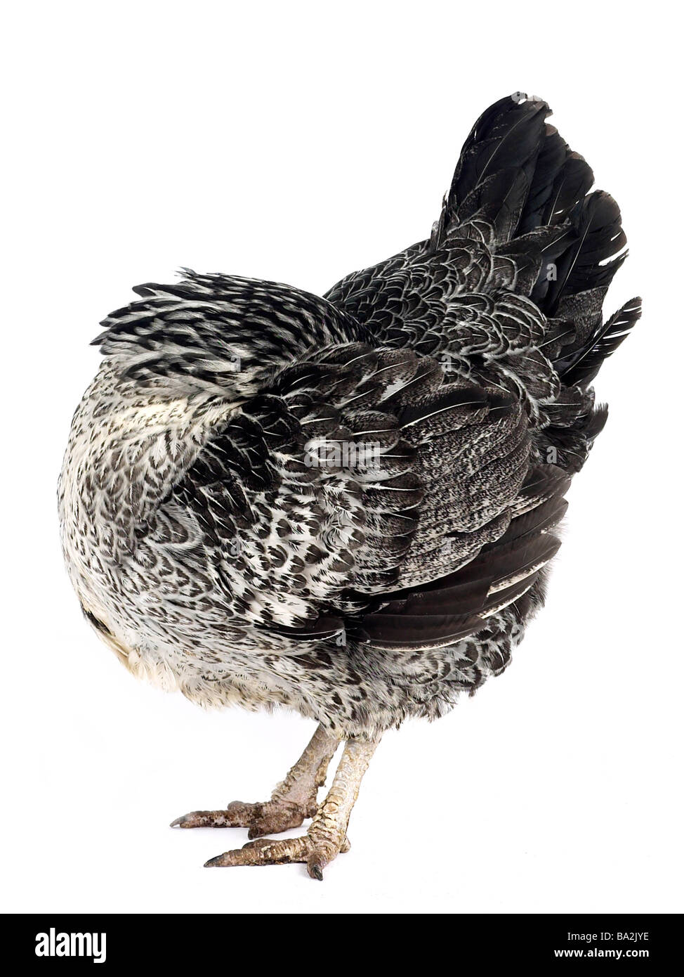 Headless Chicken Stock Photos & Headless Chicken Stock Images Alamy