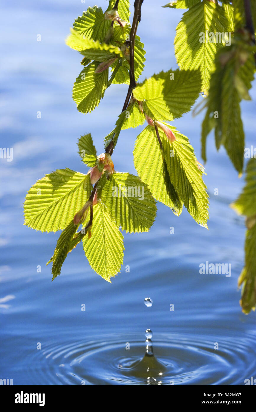 Hornbeam Carpinus betulus branch leaves detail water drops nature vegetation botany plant tree