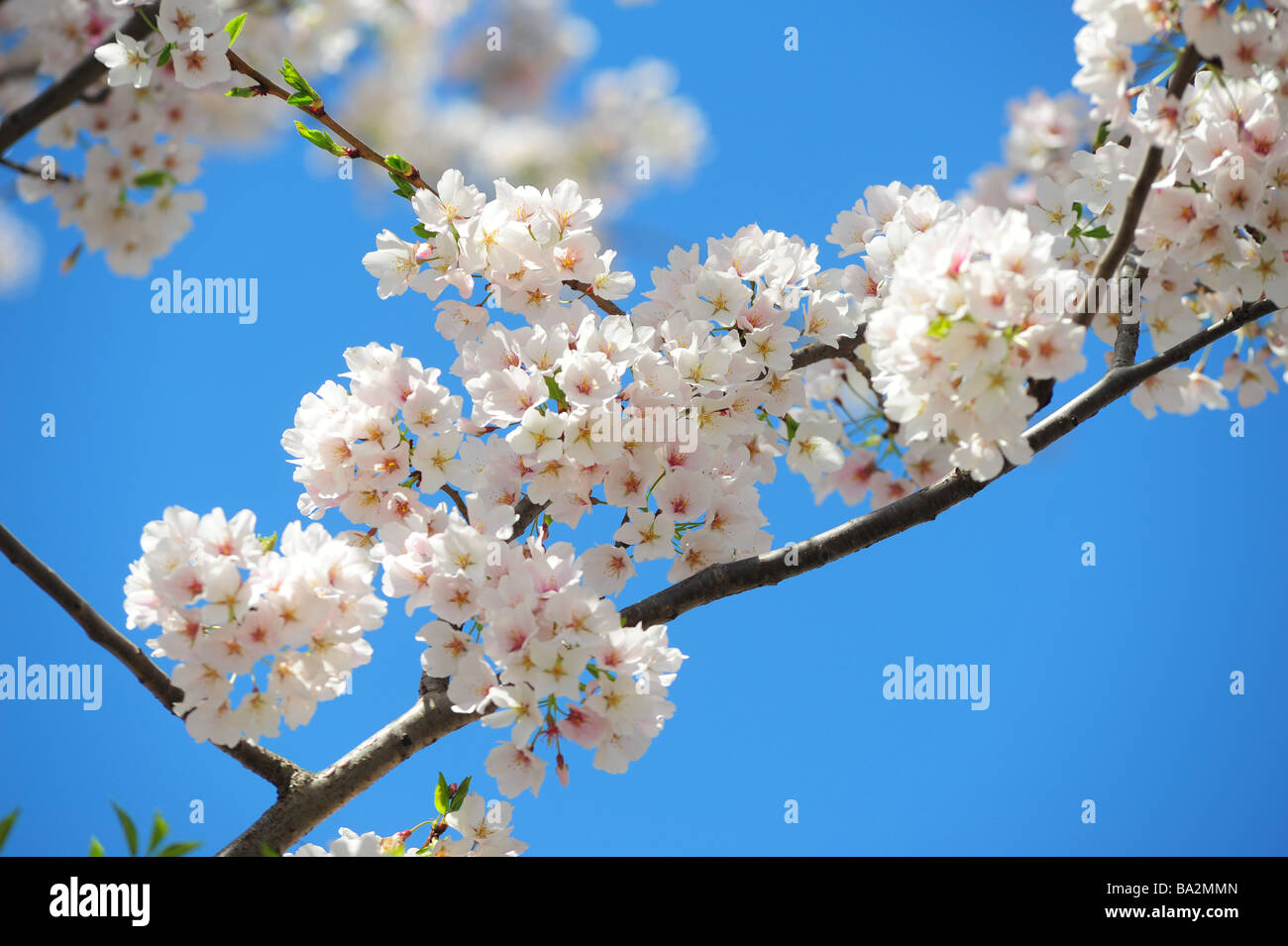 Full bloom cherry blossoms dc hi-res stock photography and images - Alamy
