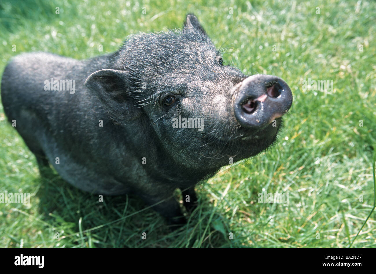 Zwergschwein Stock Photos Zwergschwein Stock Images Alamy