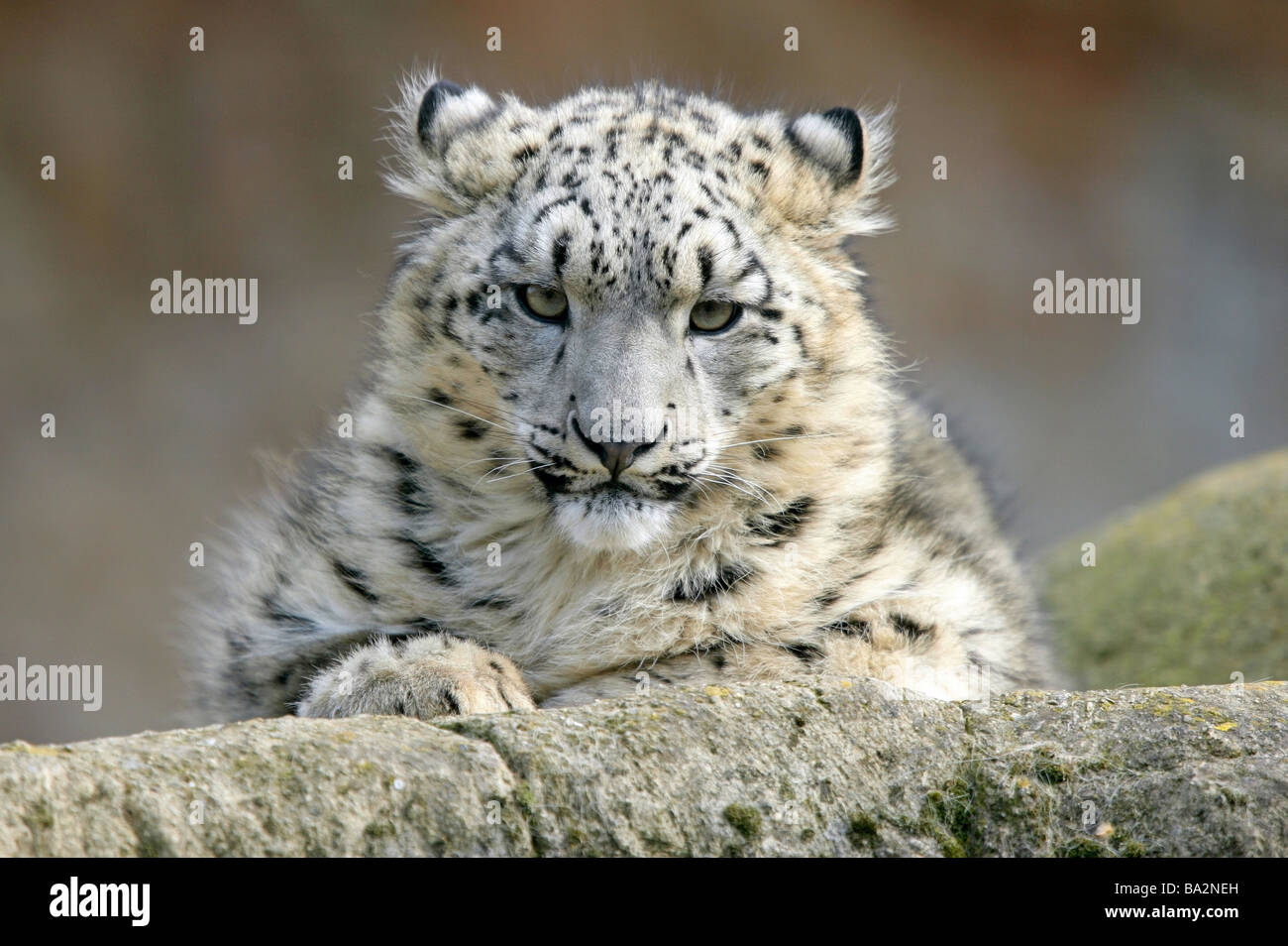 Rock snowleopard Unica universityabout sits vigilance portrait series