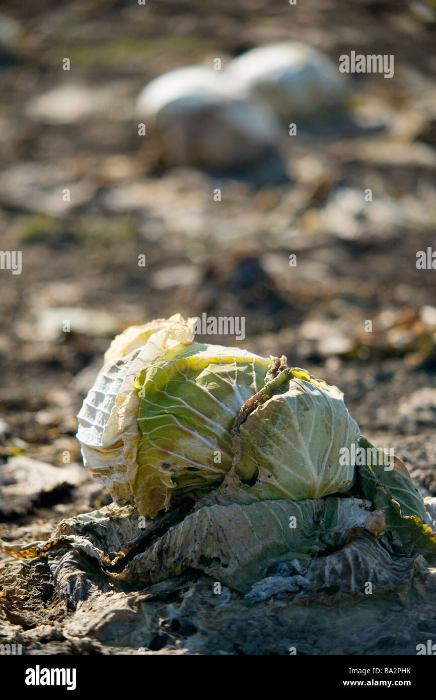 cabbage of passing the winter Stock Photo Alamy
