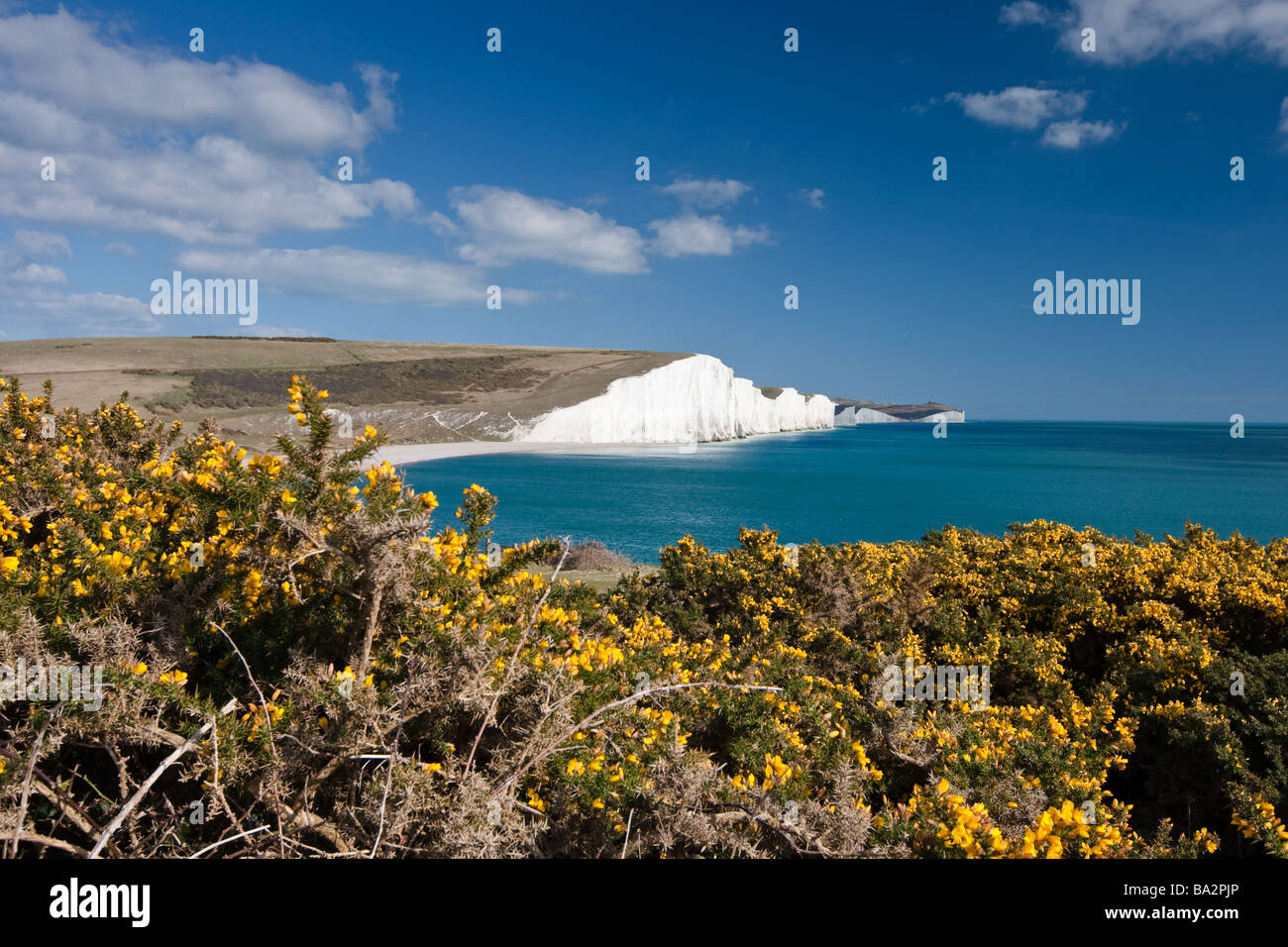 Yellow Gorse at the Cliff Edge at Seven Sisters Cliffs, Cuckmere Haven, East Sussex, UK Stock Photo