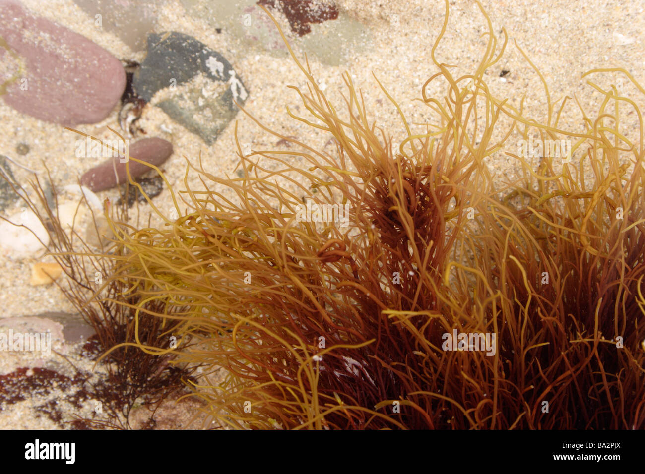 Gracilaria hires stock photography and images Alamy