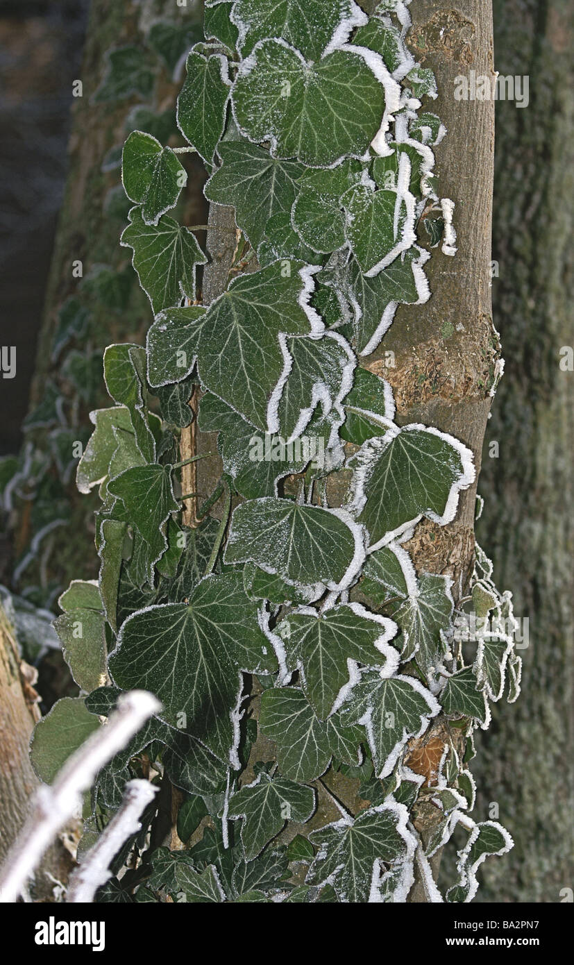 Frost edged ivy Stock Photo