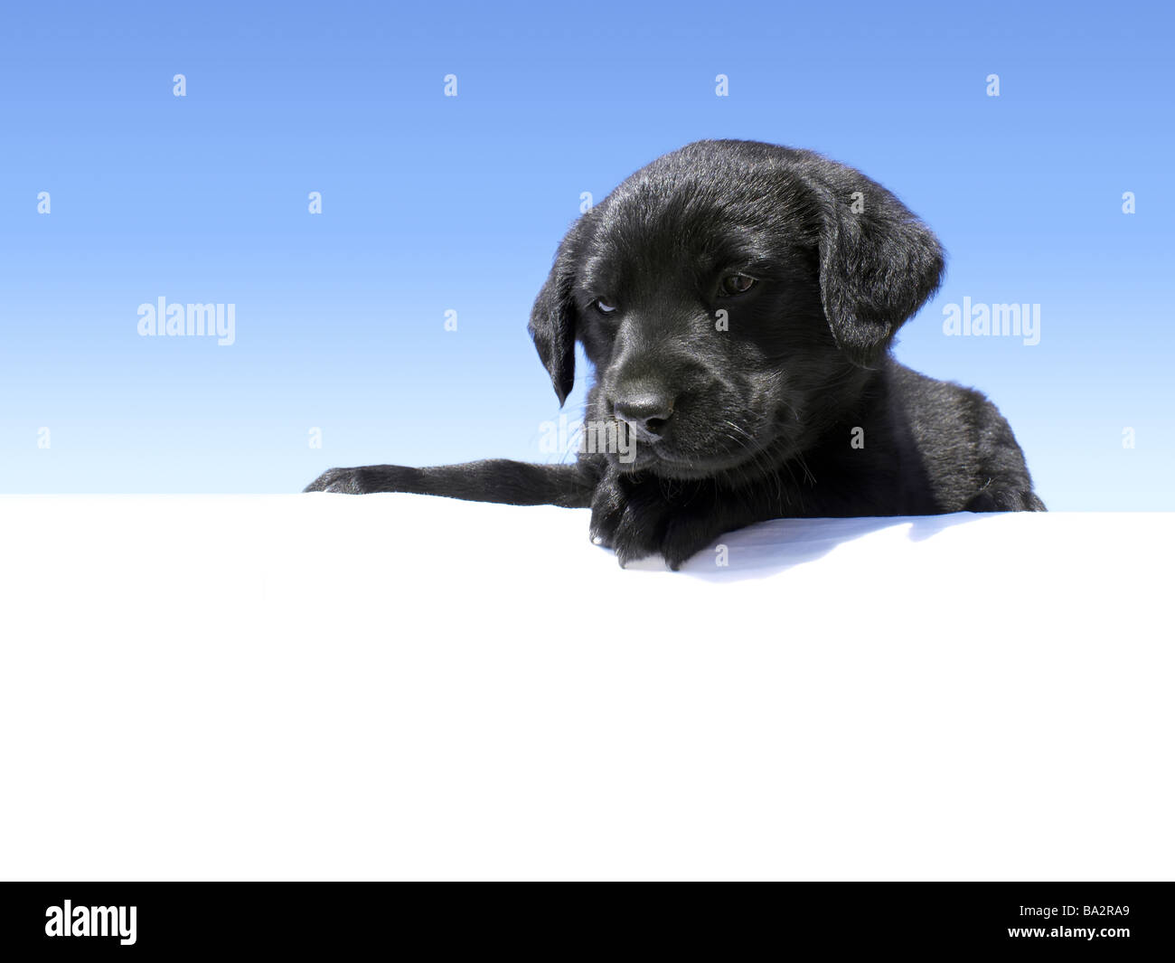 Cute Labrador puppy looking down over an edge with blue gradient background Stock Photo