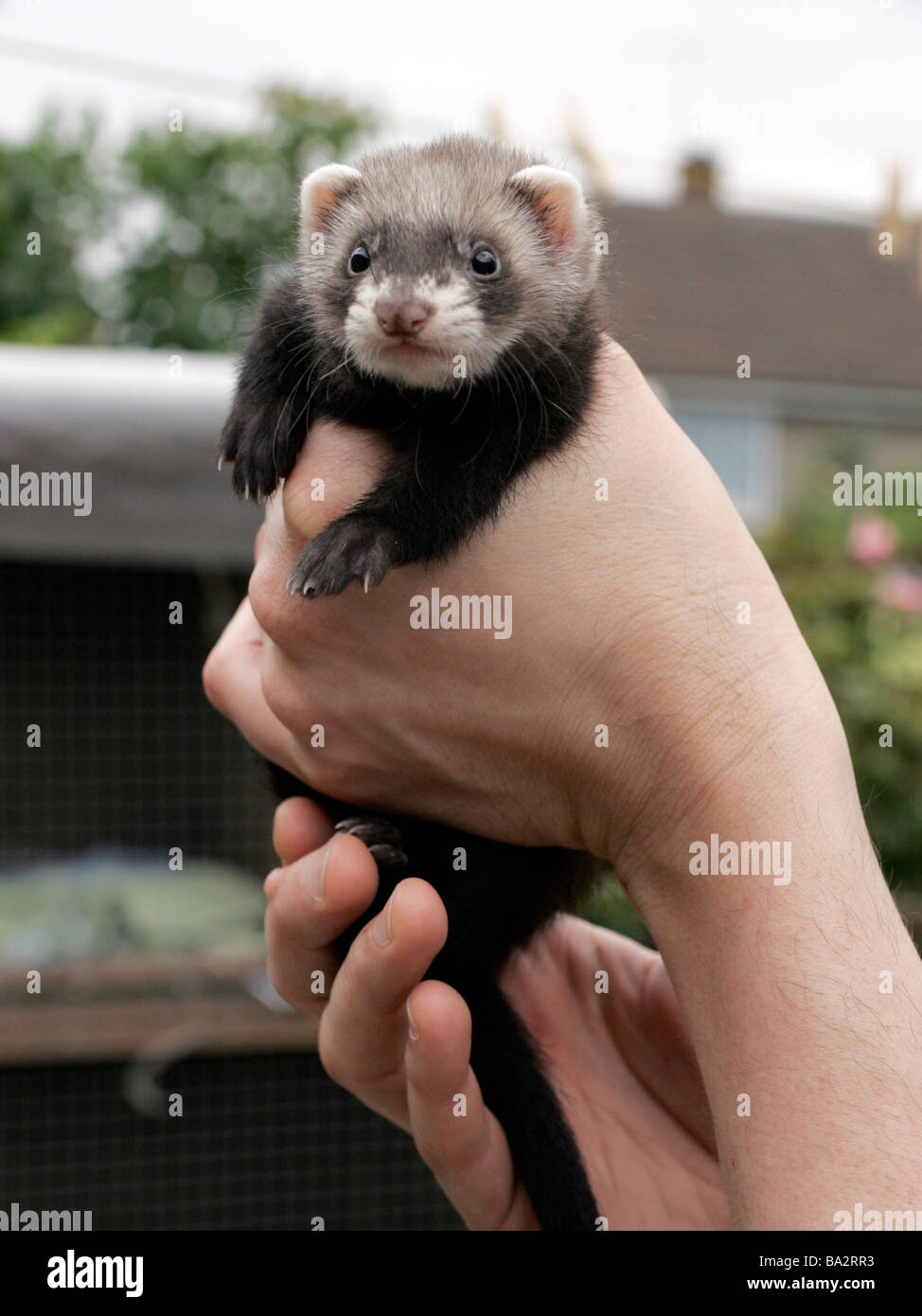 A polecat ferret kit Stock Photo