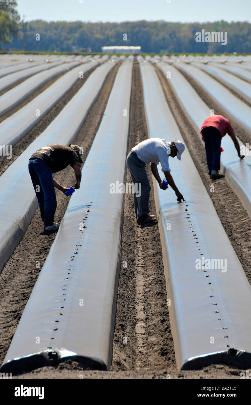 Migrant farm workers plant tomatoes in raised beds Plant City Florida Central Stock Photo