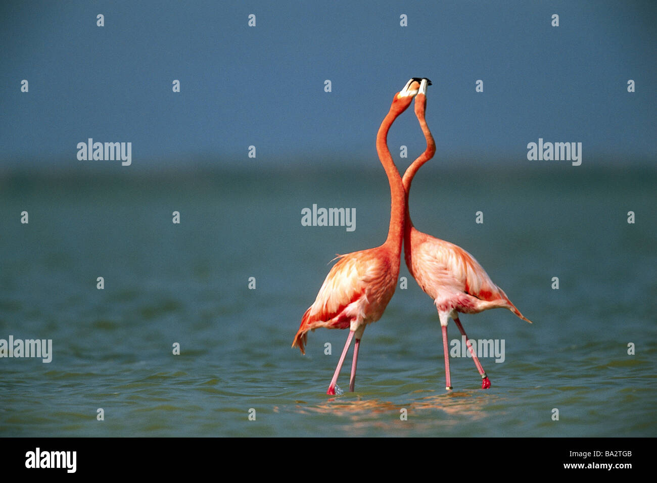 Flamingos Phoenicopterus ruber water stands nature river wildlife Wildlife game-animals birds plover-birds waterfowls plumages Stock Photo