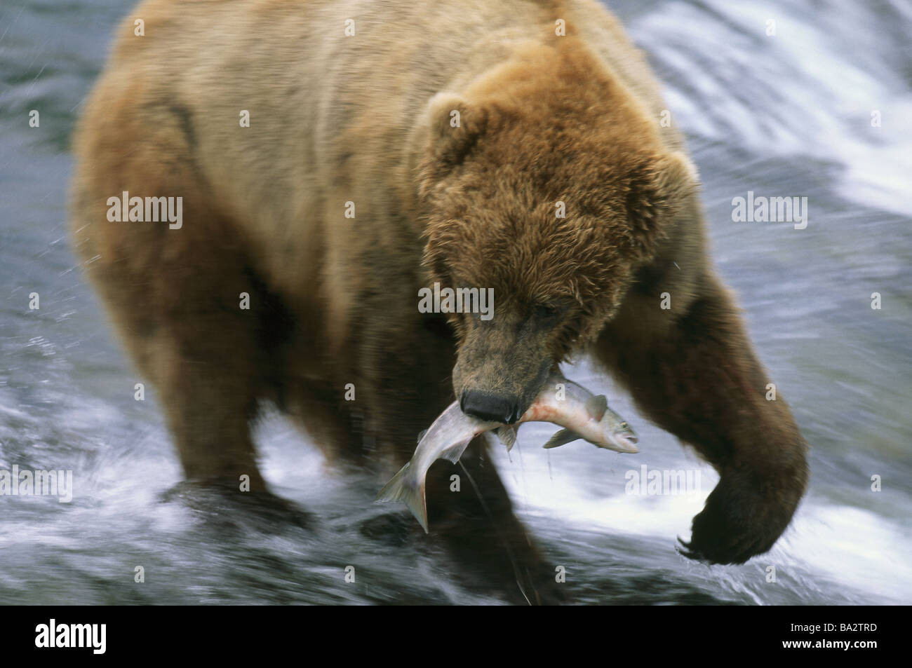 USA Alaska Katami national-park waterfall grizzly bear Ursus arctos horribilis salmon catches broached United States North Stock Photo