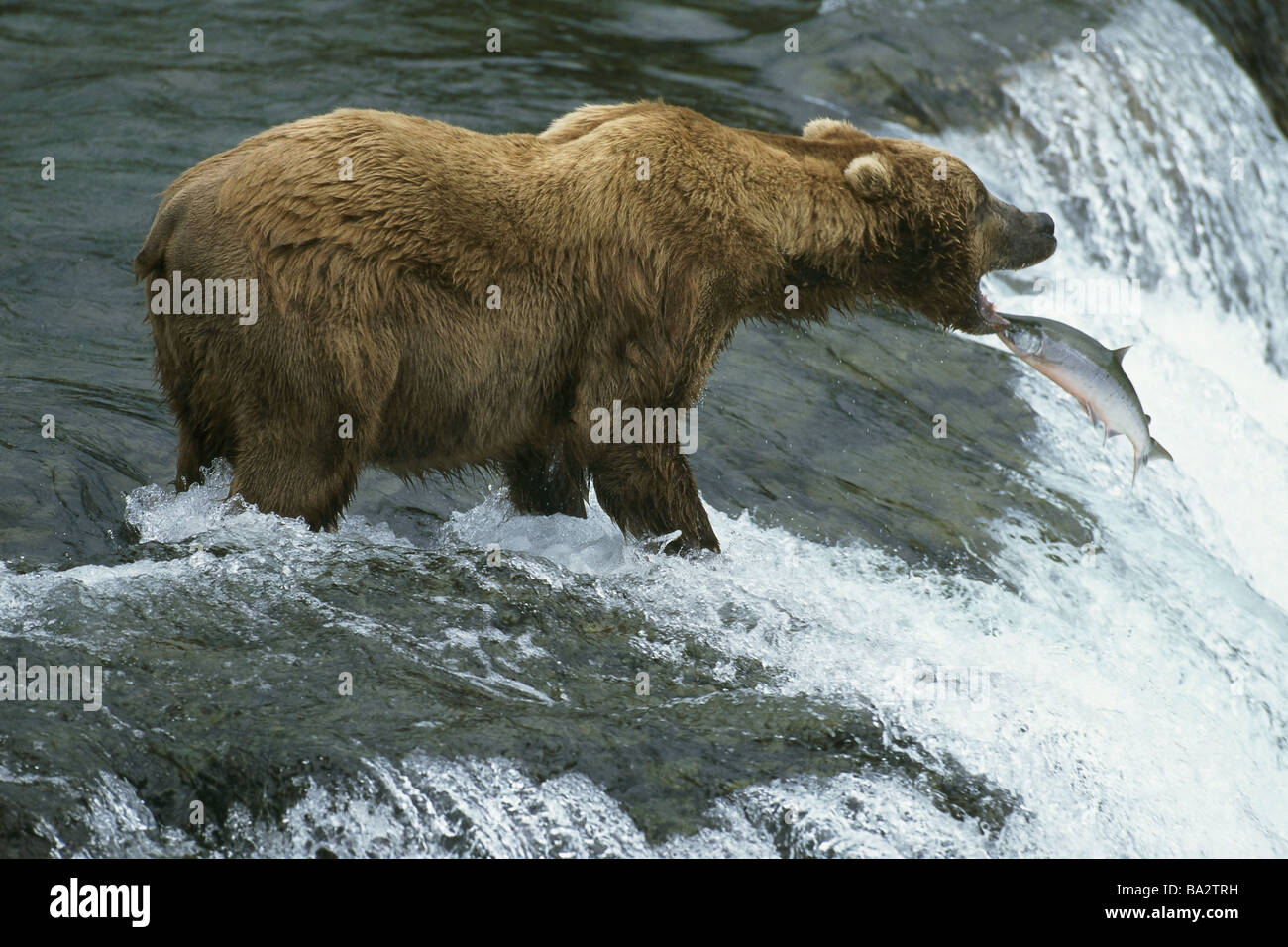 USA Alaska Katami national-park waterfall grizzly bear Ursus arctos horribilis salmon catches United States North America water Stock Photo