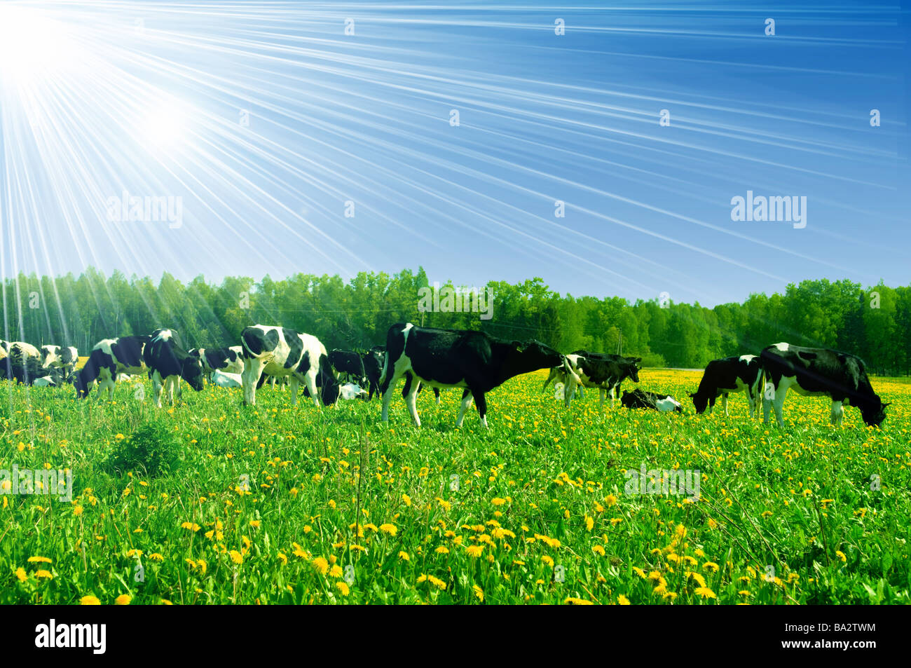cow in a pasture with cloudy blue sky at the background Stock Photo - Alamy