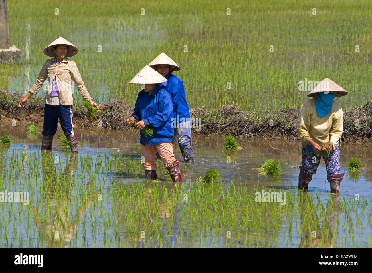 Farmers tending to rice paddies south of Hue Vietnam Stock Photo