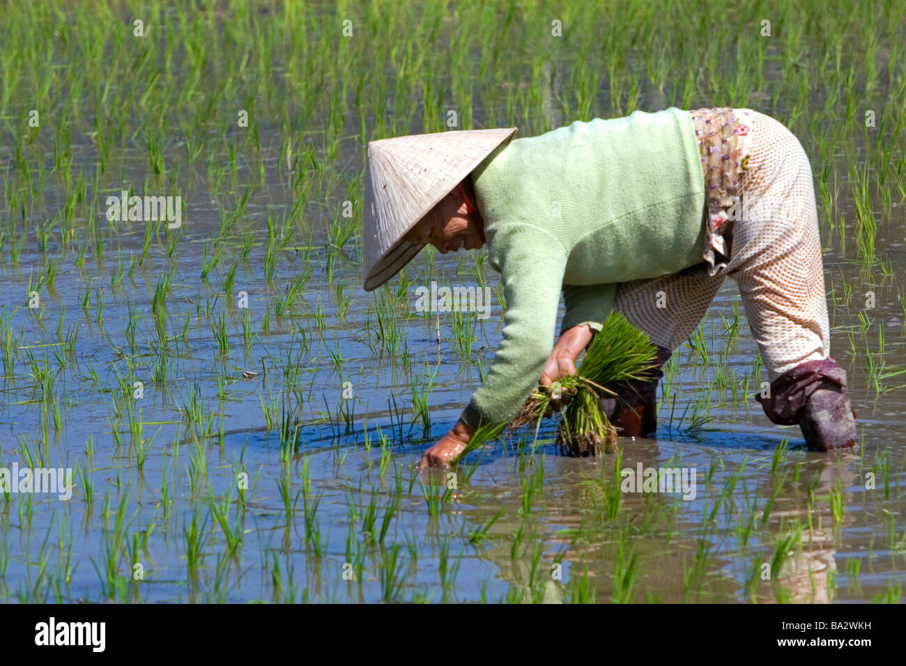 Farmer tending to rice paddies south of Hue Vietnam Stock Photo