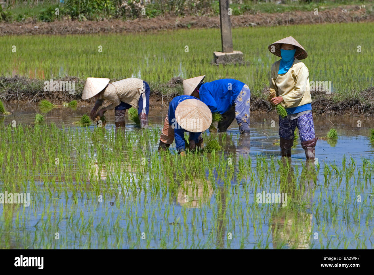 Farmers tending to rice paddies south of Hue Vietnam Stock Photo