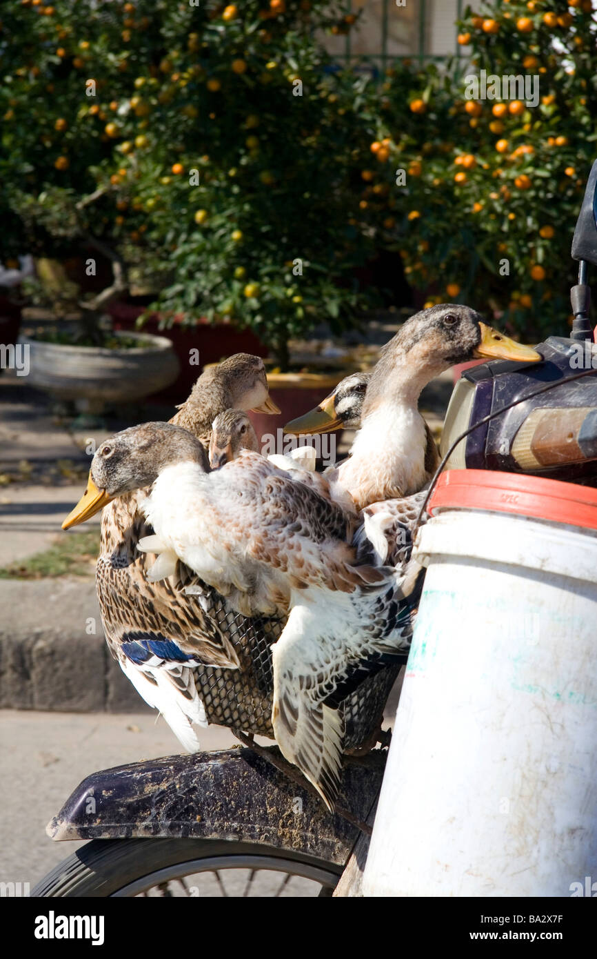 Ducks ride to market on a motorbike in Hue Vietnam Stock Photo