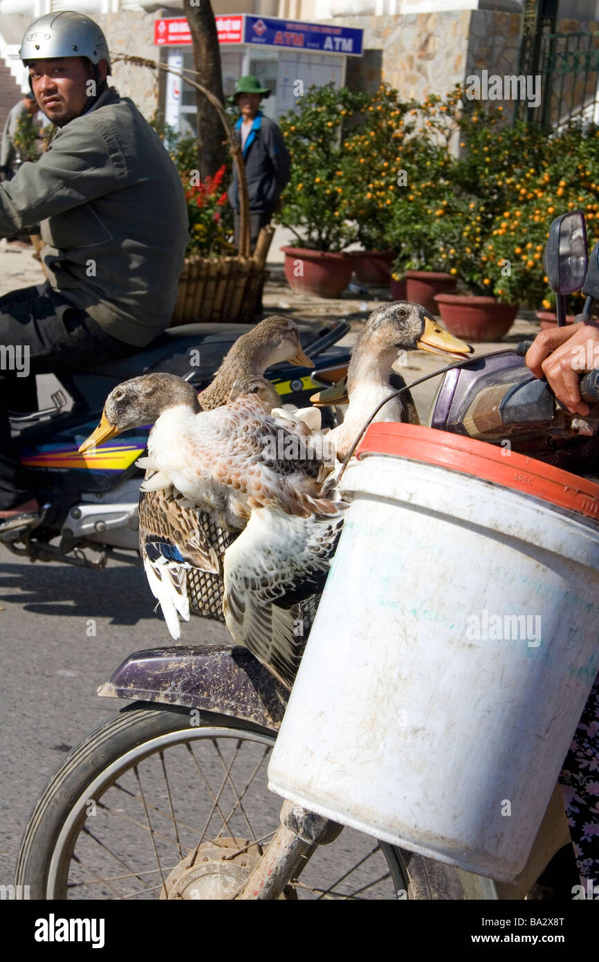 Ducks ride to market on a motorbike in Hue Vietnam Stock Photo