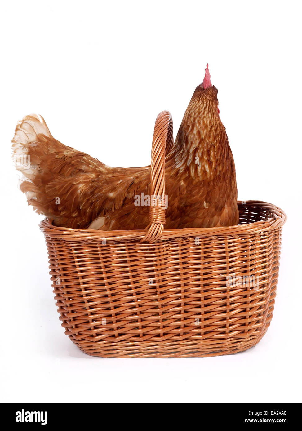 A chicken in a basket Stock Photo Alamy