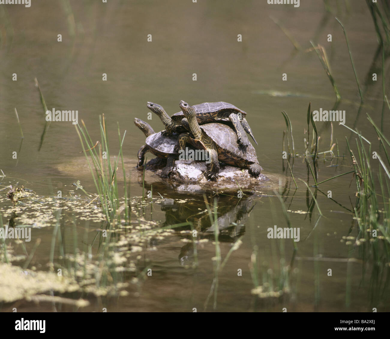Waters stone Kaspische water-turtles Mauremys caspica young one on top of the other water rock animals reptiles turtles Stock Photo