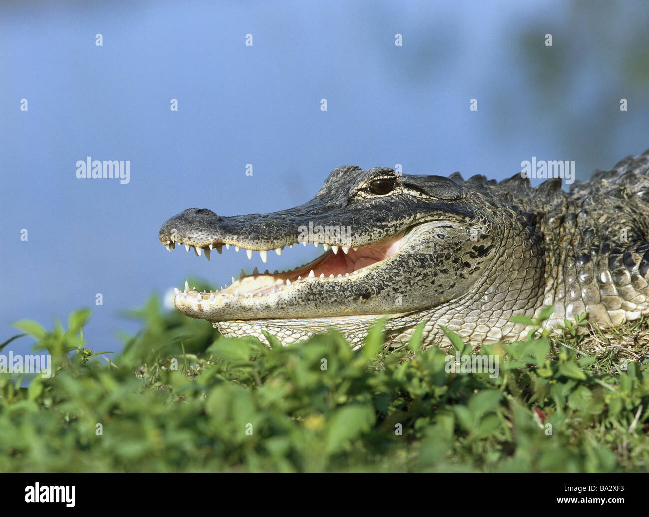 Riversides Mississippi-alligator alligator mississippiensis detail at ...