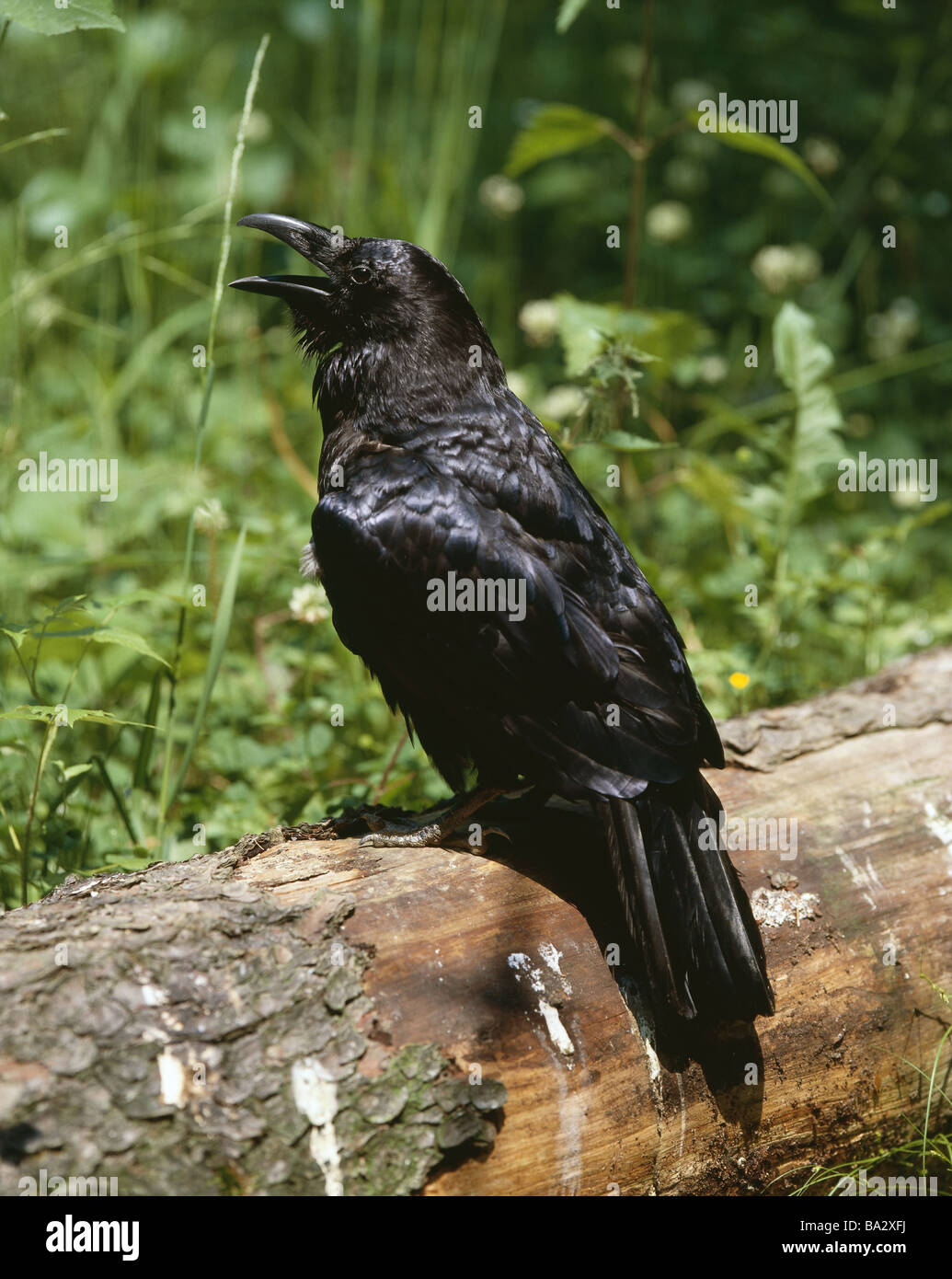 Kolk Rabe Sits forest Kolkrabe Corvus corax log Lautgebung wildlife animal bird ...