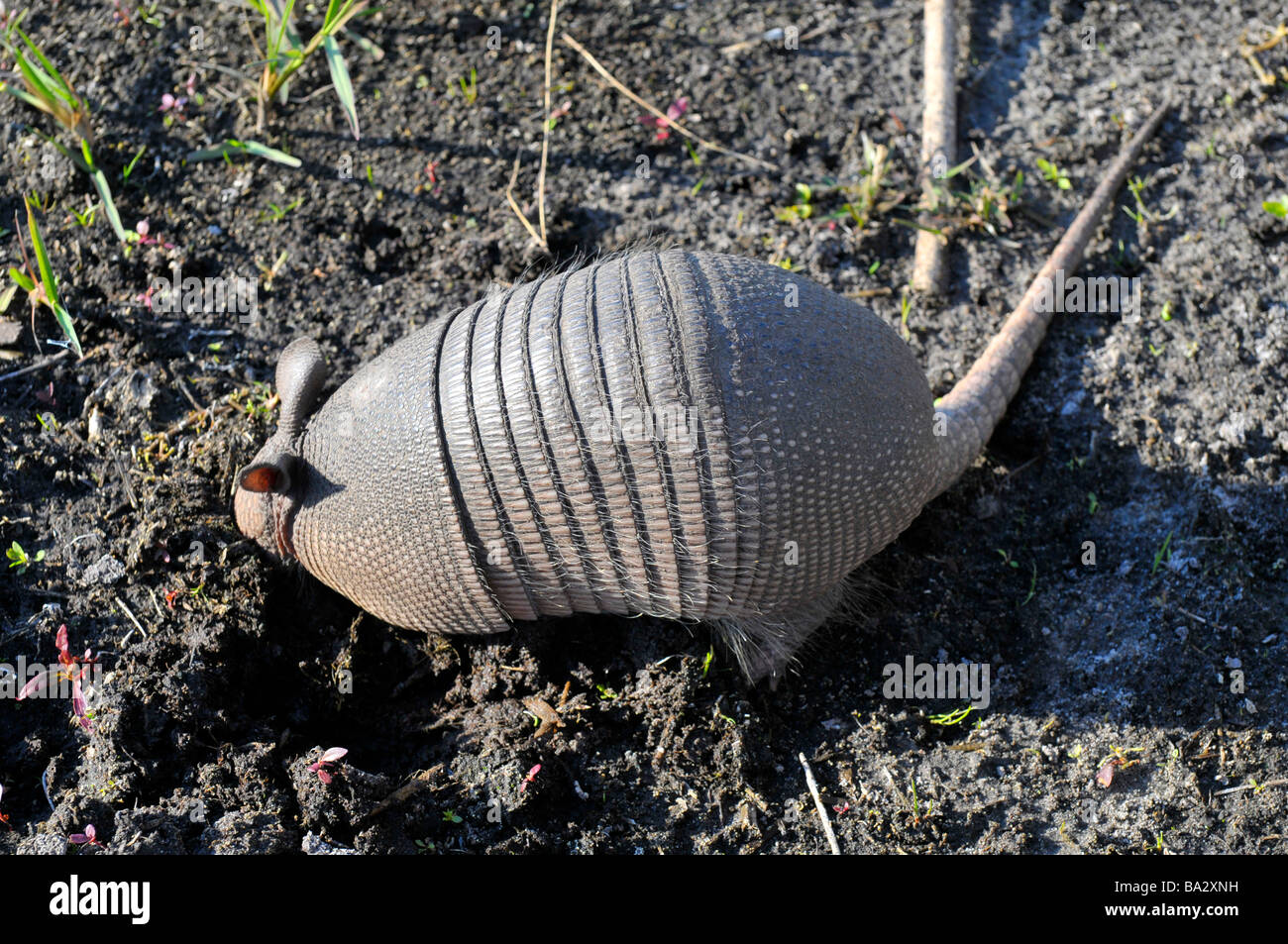 Armadillo on ground burrowing Stock Photo