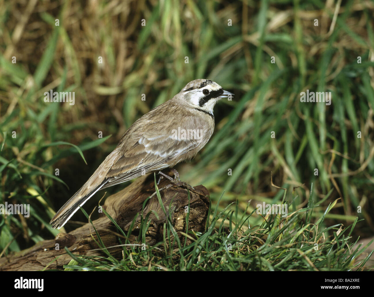 Meadow ear-lark Eremophila alpestris wildlife Wildlife animal bird Singvogel lark  alpestris eremophila lark ear-lark singvogel Stock Photo