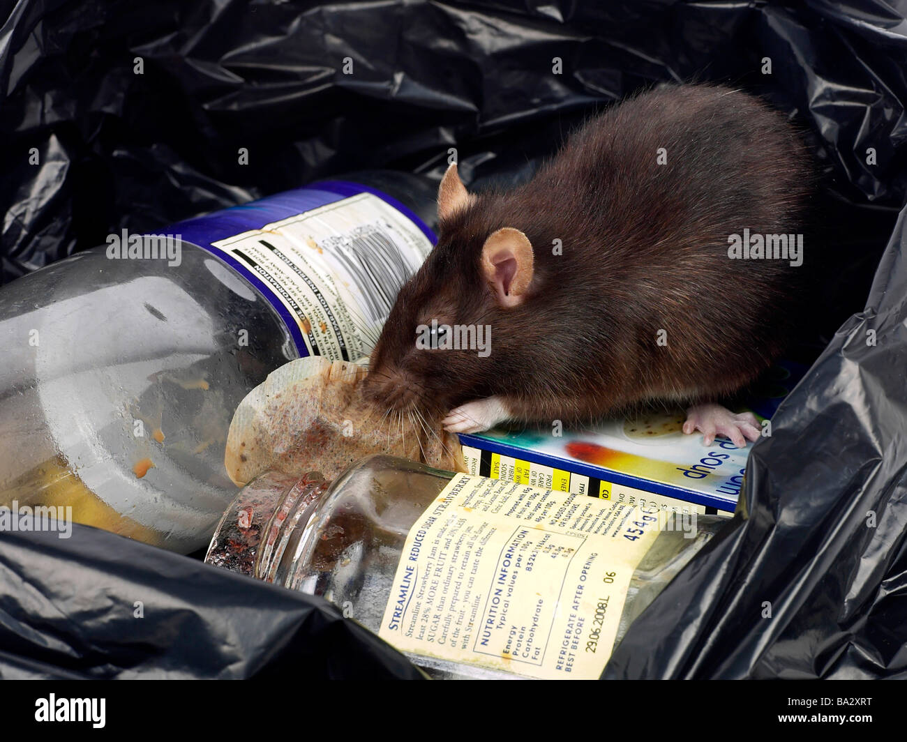 A brown rat around rubbish in a bin bag. Stock Photo