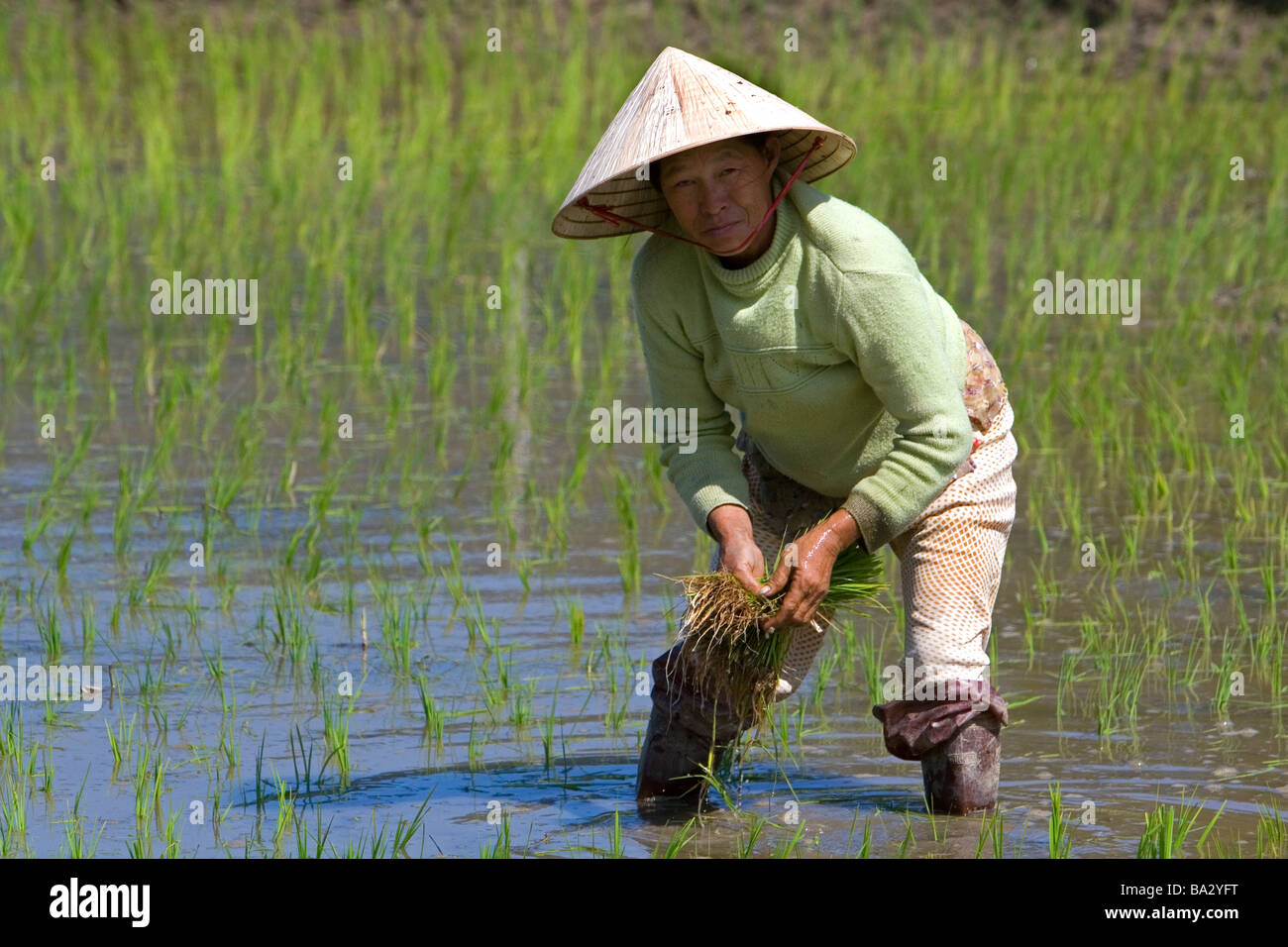 Farmer tending to rice paddies south of Hue Vietnam Stock Photo