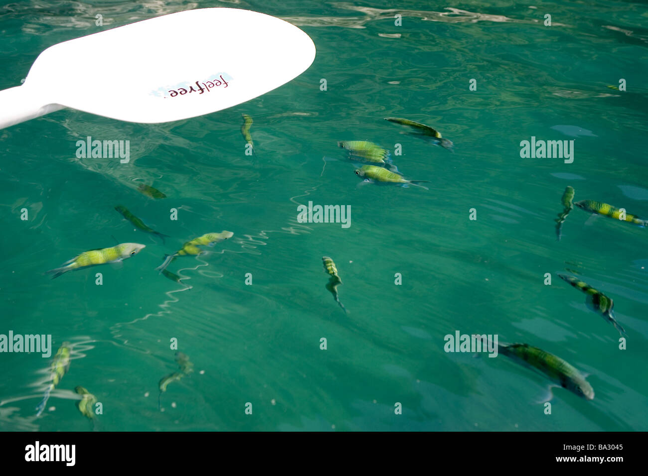 Sea fish paddles detail water water-surface green waves experience nature nature-near nature-loving-ness observation animals Stock Photo
