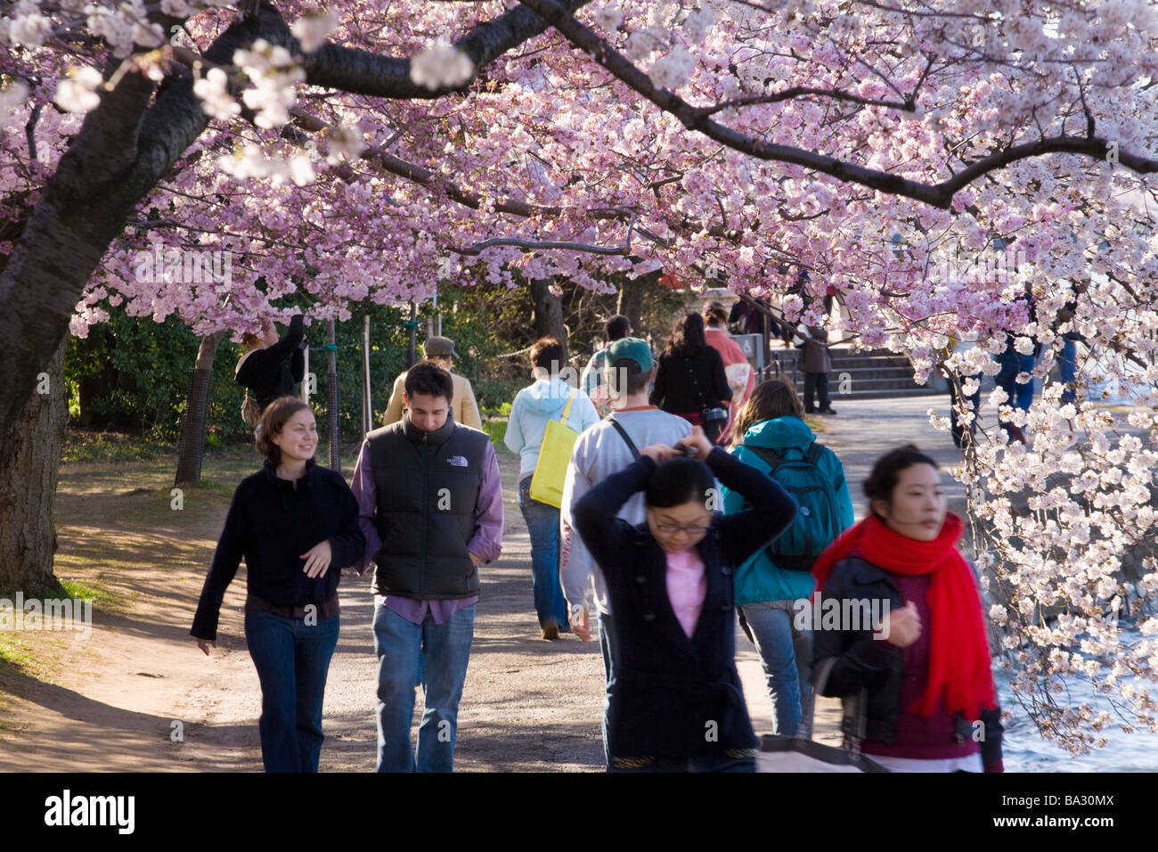 Japanese Cherry trees blossoming around tidal basin Washington DC Stock Photo