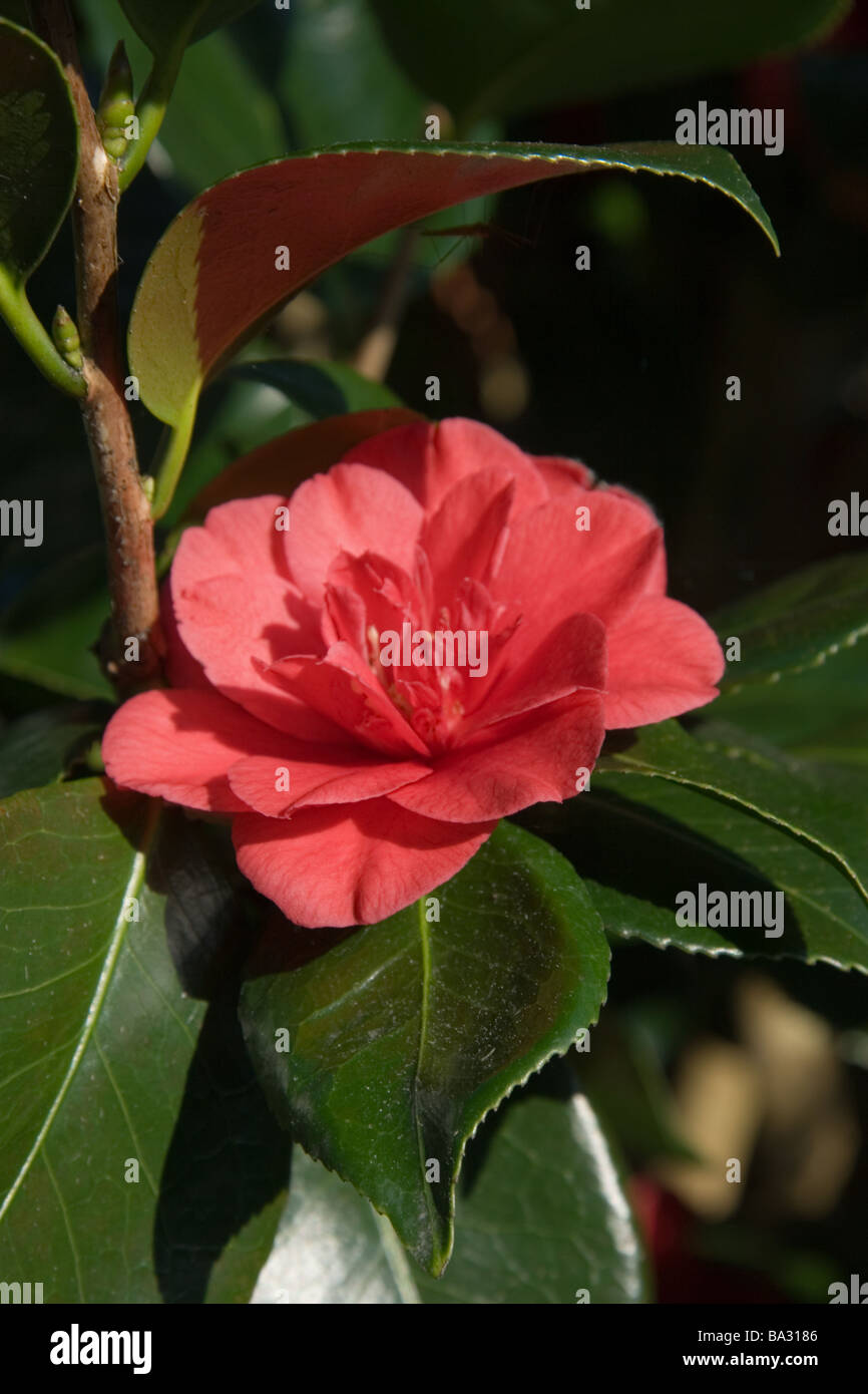 A single red camellia bloom Stock Photo