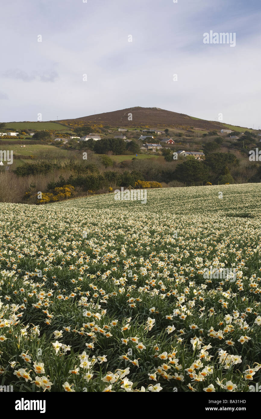 Daffodil fields below St.Agnes beacon in Cornwall in spring Stock Photo