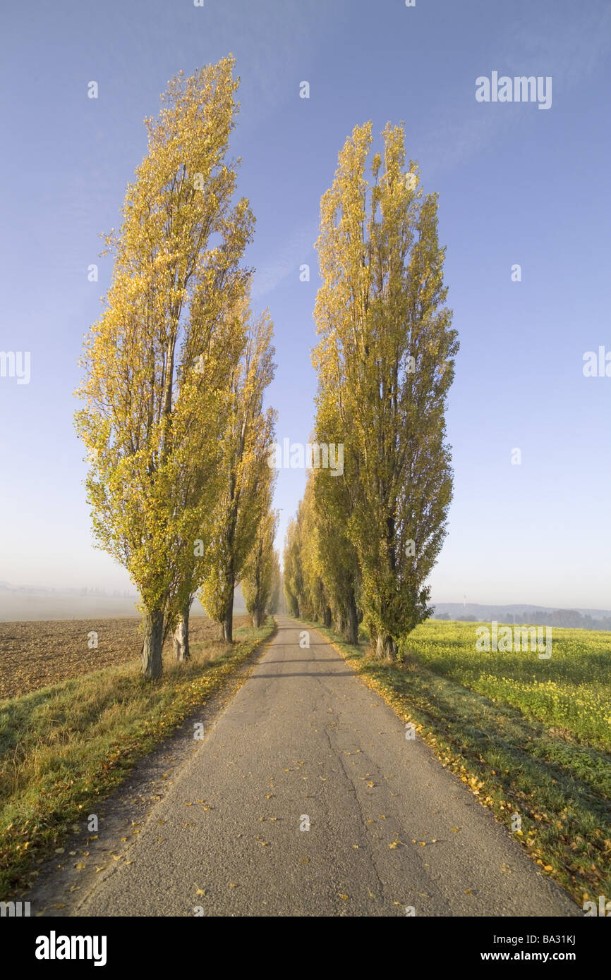 Country road poplaravenue series street avenue treeavenue trees